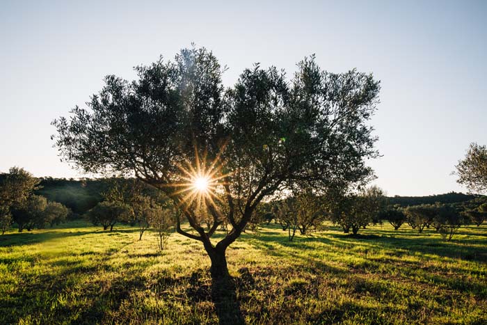 CHANEL acquired the new wine estate Domaine de l’Ile at Porquerolles Island