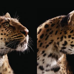 Cartier Celebrates the Panther in Style Under the Open Sky