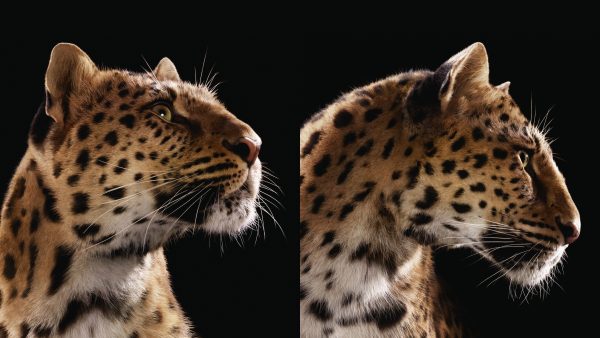 Cartier Celebrates the Panther in Style Under the Open Sky